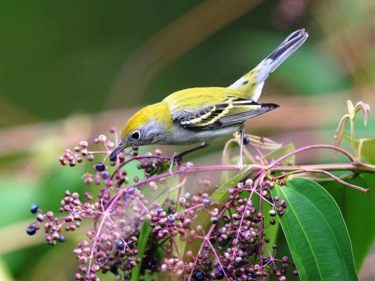 Warbler-Chestnut-sided Warbler female-Birding  Wildlife Tour Panama by Ecotours-Worldwidecom-S05A
