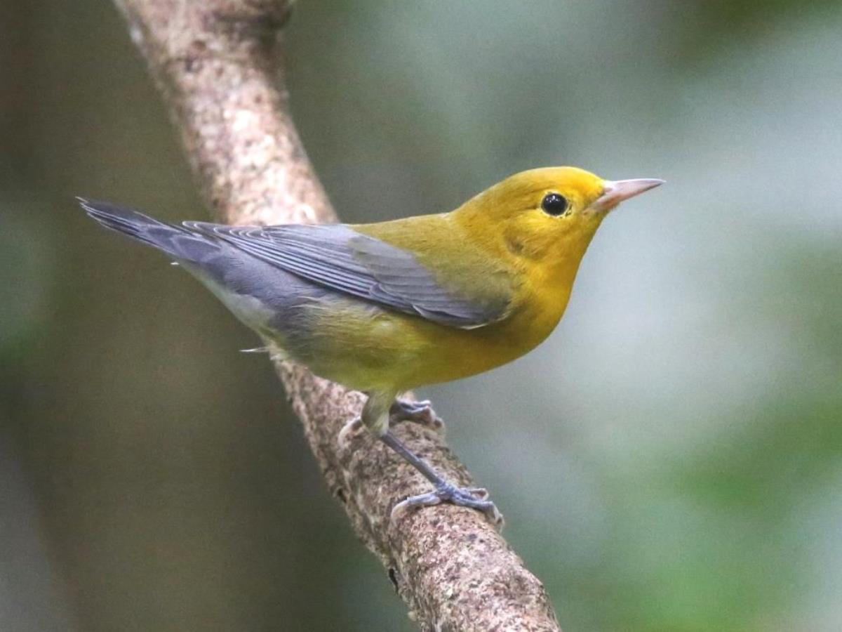 Warbler-Protonotary Warbler-Birding  Wildlife Tour Panama by Ecotours-Worldwidecom-S05A