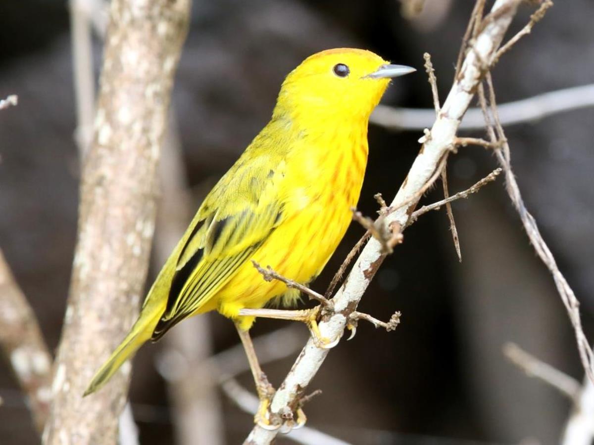 Warbler Yellow-Birding  Wildlife Tour Ecuador-Ecotours-Worldwidecom-S05A