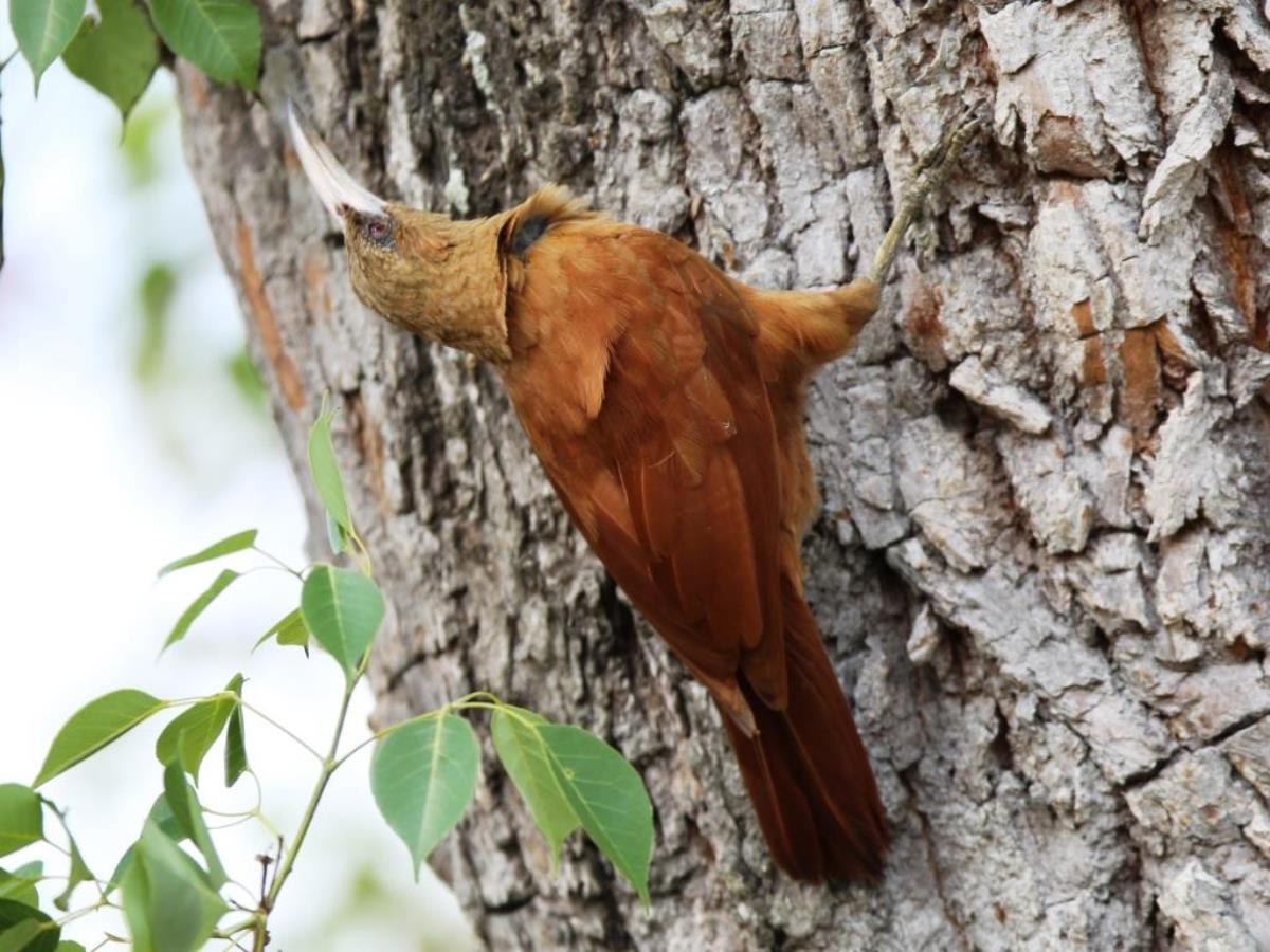 Woodcreeper Great Rufous-Brazil-Pantanal  Atlantic Forest Tour by Ecotours-Worldwidecom-ToucanBirdingEcoLodge-S05A
