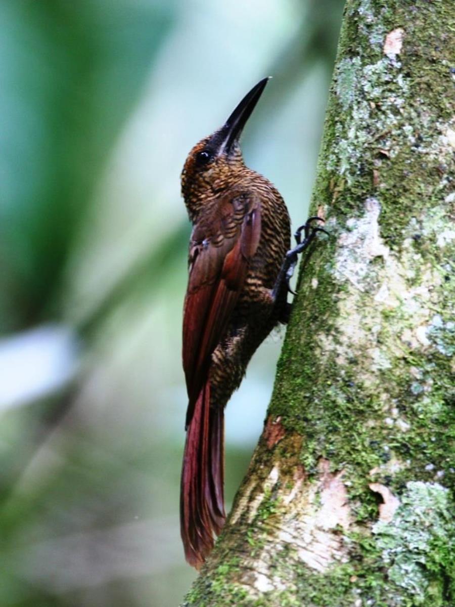 Woodcreeper Northern Barred-Birding Costa Rica-Ecotours-ToucanBirdingEcolodge-costaricacom-IMG
