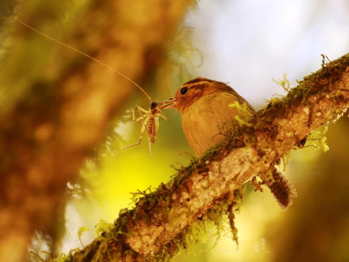 Wren Ochraceous-Birding Costa Rica-Ecotours-ToucanBirdingEcolodge-costaricacom-0D1A