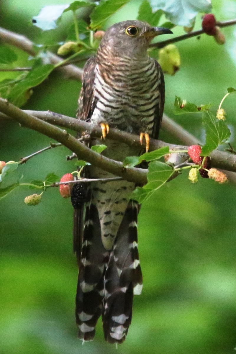 Cuckoo-Common-Birding-Wildlife-tour-Hungary-Kiskunsag-Ecotours-KondorEcolodgehu-S05A