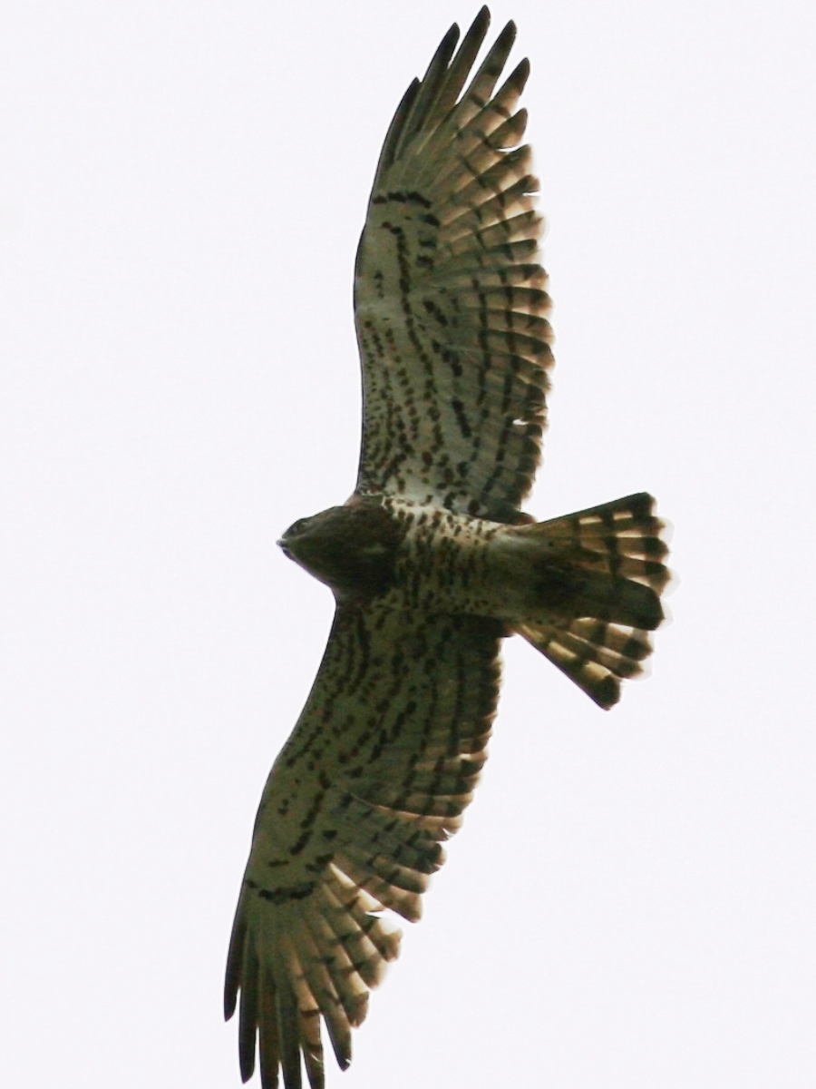 Eagle-Short-toed-Snake-Birding-Photo-tour-Ecotours-KondorEcoLodgeHu-IMG