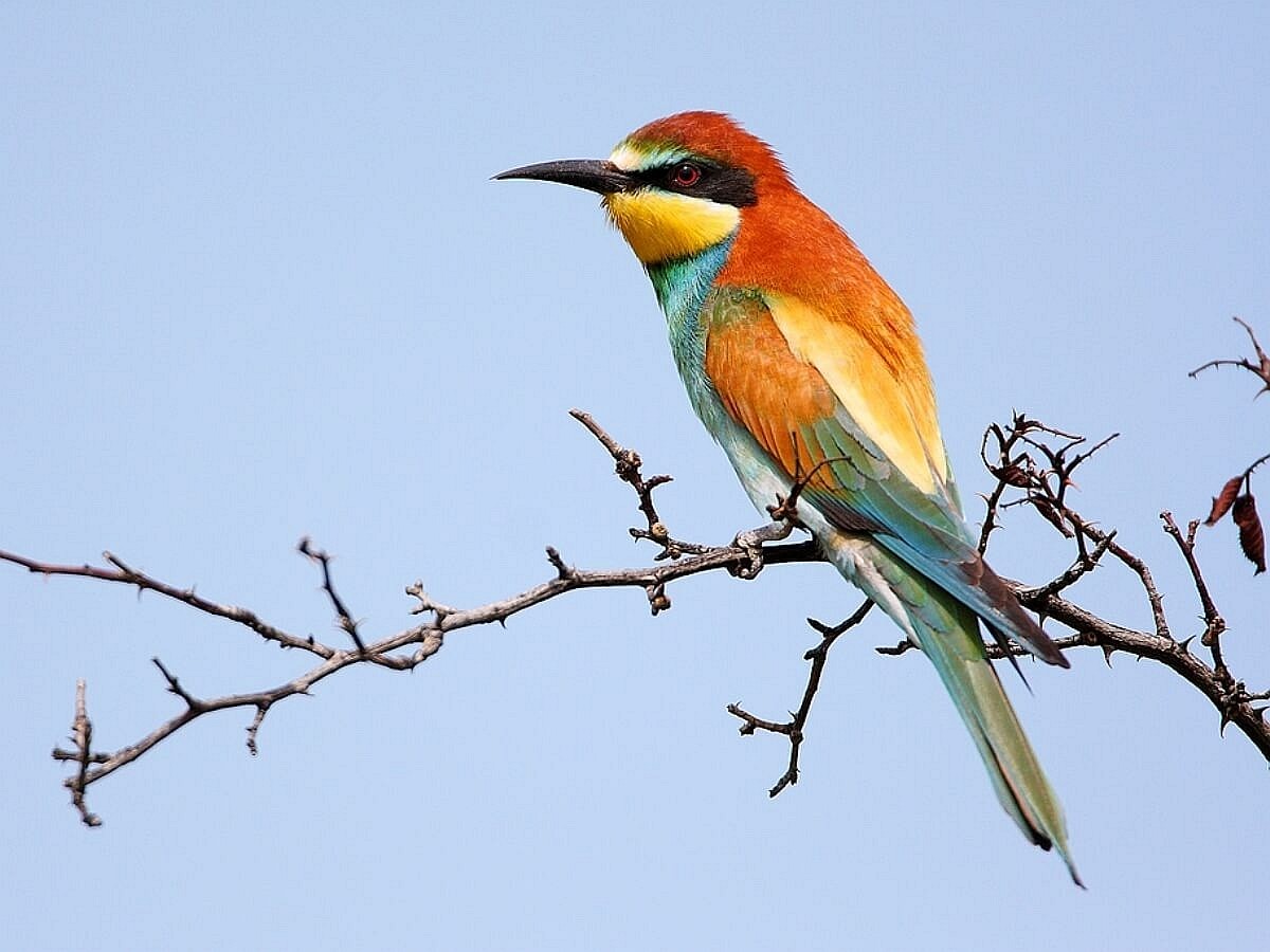 bee-eater-eurasian-birding-hungary-ecotours-kondorecolodge