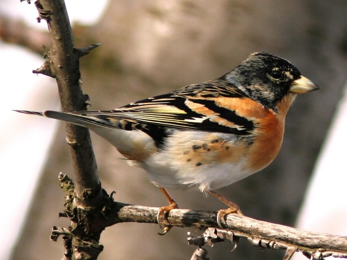brambling-birding-hungary-ecotours-kondorecolodge