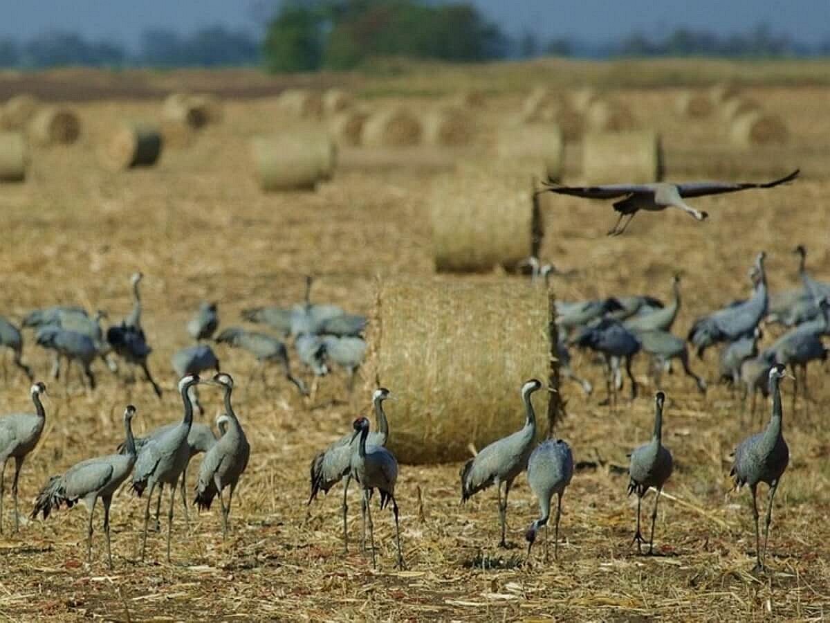 crane-common-birding-hungary-ecotours-kondorecolodge