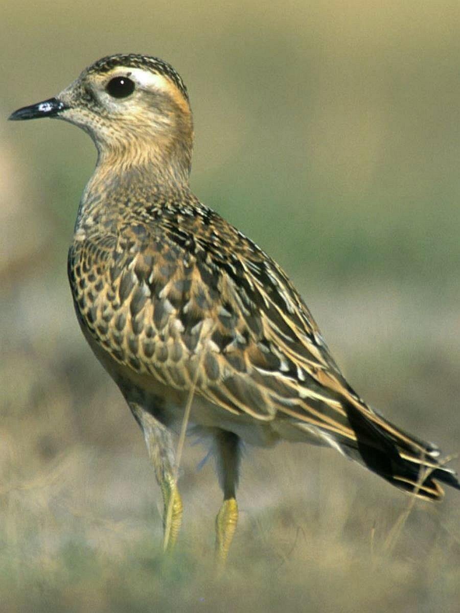 dotterel-birding-hungary-ecotours-kondorecolodge-