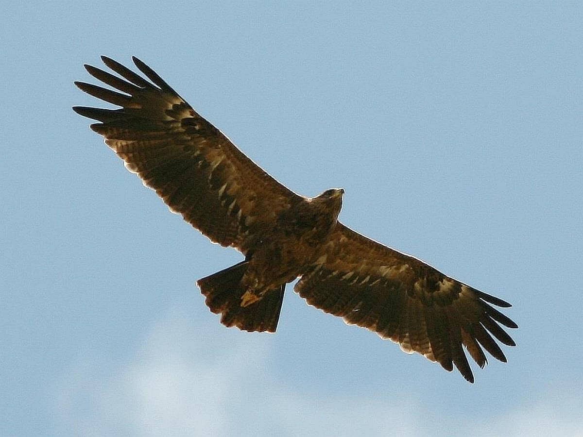 eagle-lesser-spotted-birding hungary-ecotours-kondorecolodge