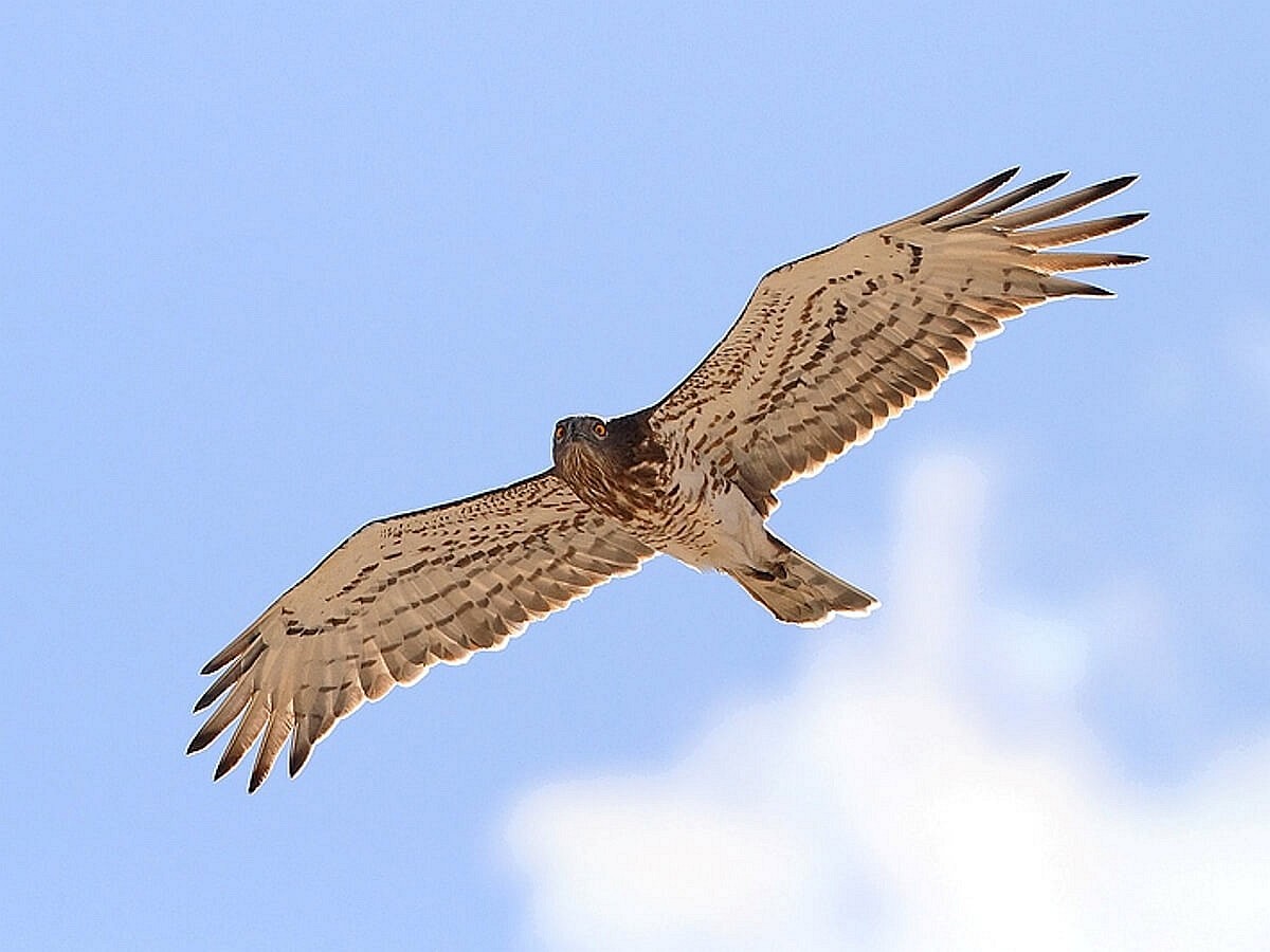 eagle-short-toed-birding-hungary-ecotours-kondorecolodge