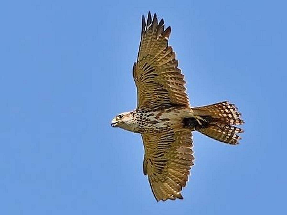 falcon-saker-birding-hungary-ecotours-kondorecolodge