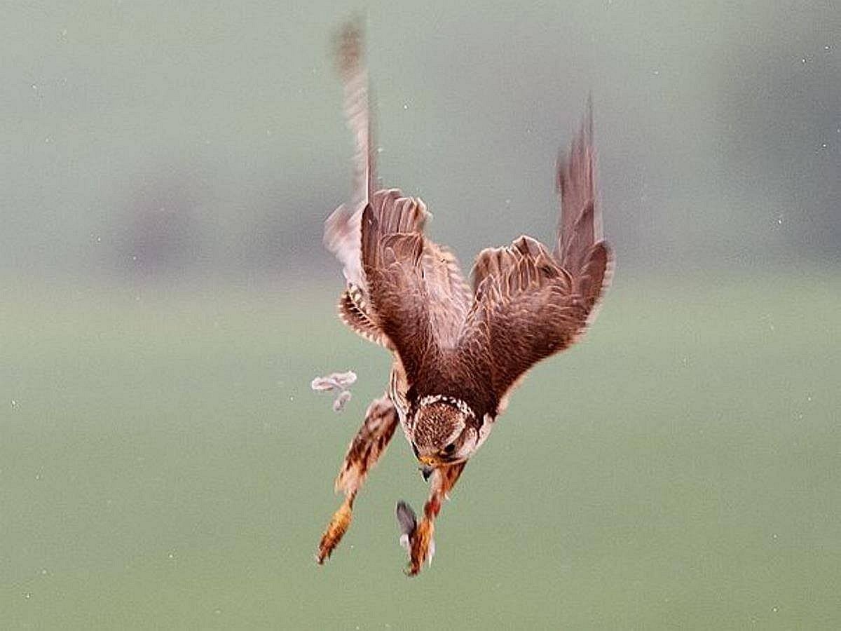 falcon-saker-birding hungary-ecotours-kondorecolodge