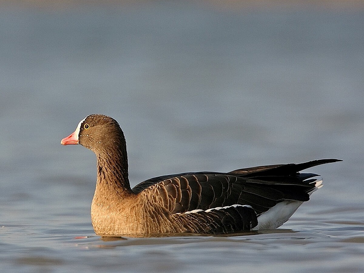 goose-lesser-white-fronted-birding hungary-ecotours-kondorecolodge