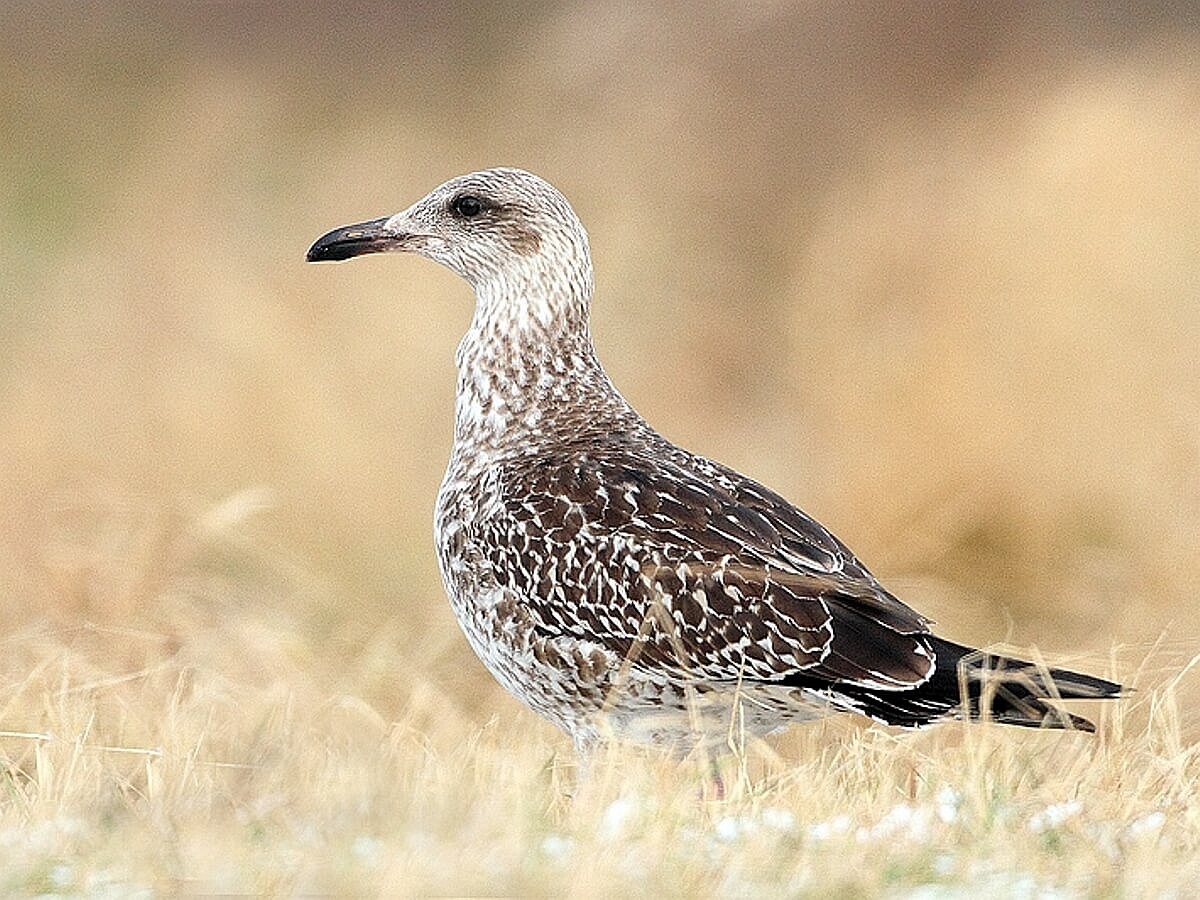 gull-lesser-black-backed-birding hungary-ecotours-kondorecolodge