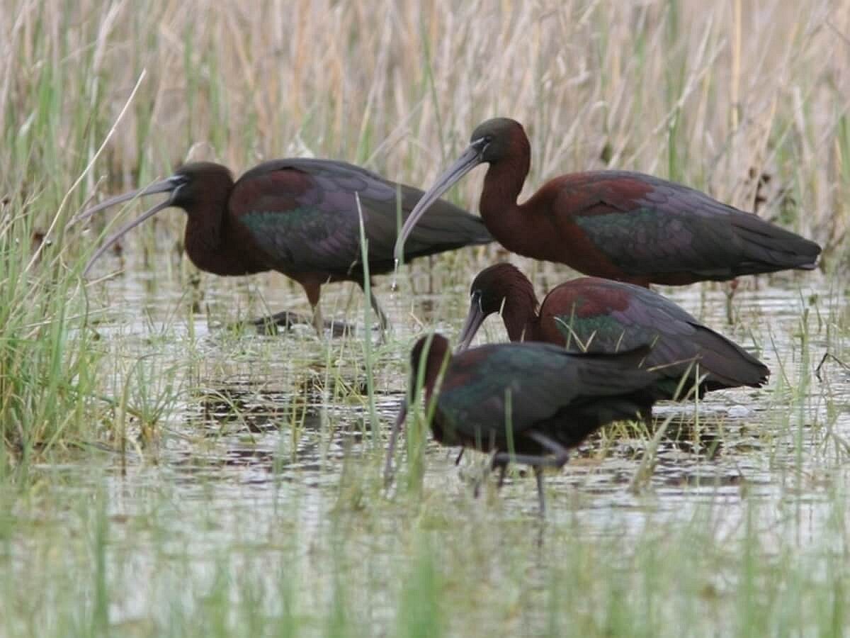 ibis-glossy-birding-hungary-ecotours-kondorecolodge