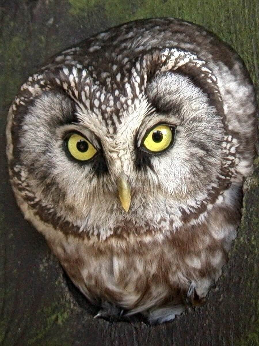 owl-pygmy-birding-slovakia-romania-ecotours-kondorecolodge