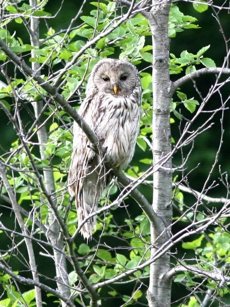 owl-ural-birding-hungary-ecotours-kondorecolodge