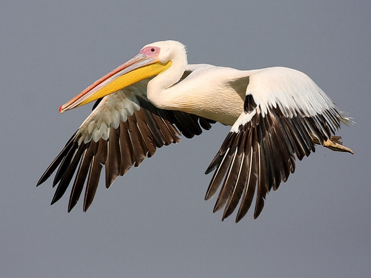 pelican-dalmatian-birding-hungary-ecotours-kondorecolodge