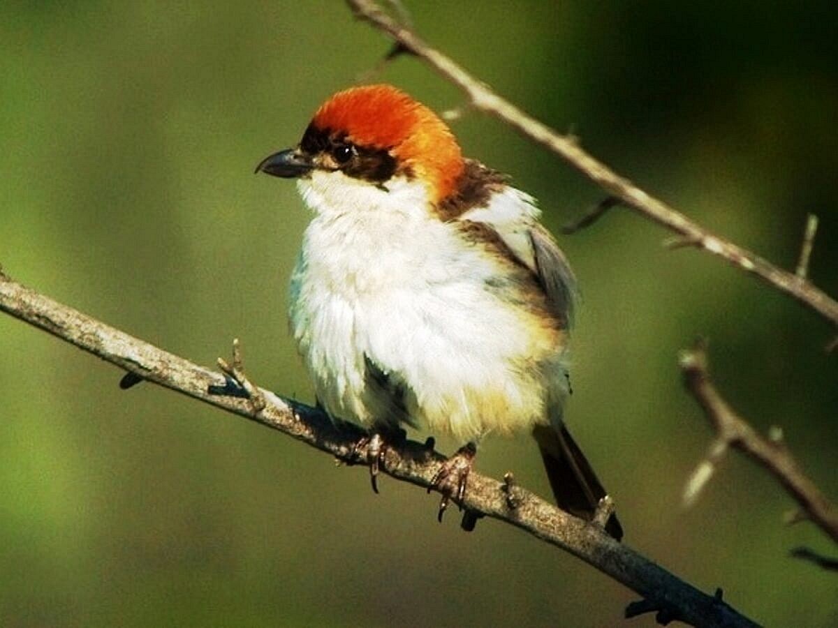 shrike-woodchat-birding-romania-ecotours-kondorecolodge