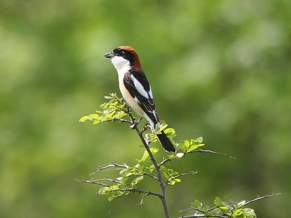 shrike-woodchat-birding romania-ecotours-kondorecolodge