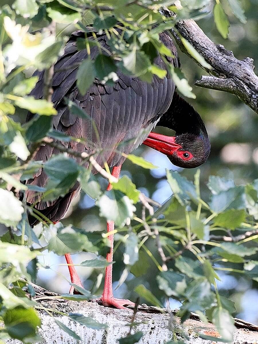 stork-black-birding-hungary-ecotours-kondorecolodge