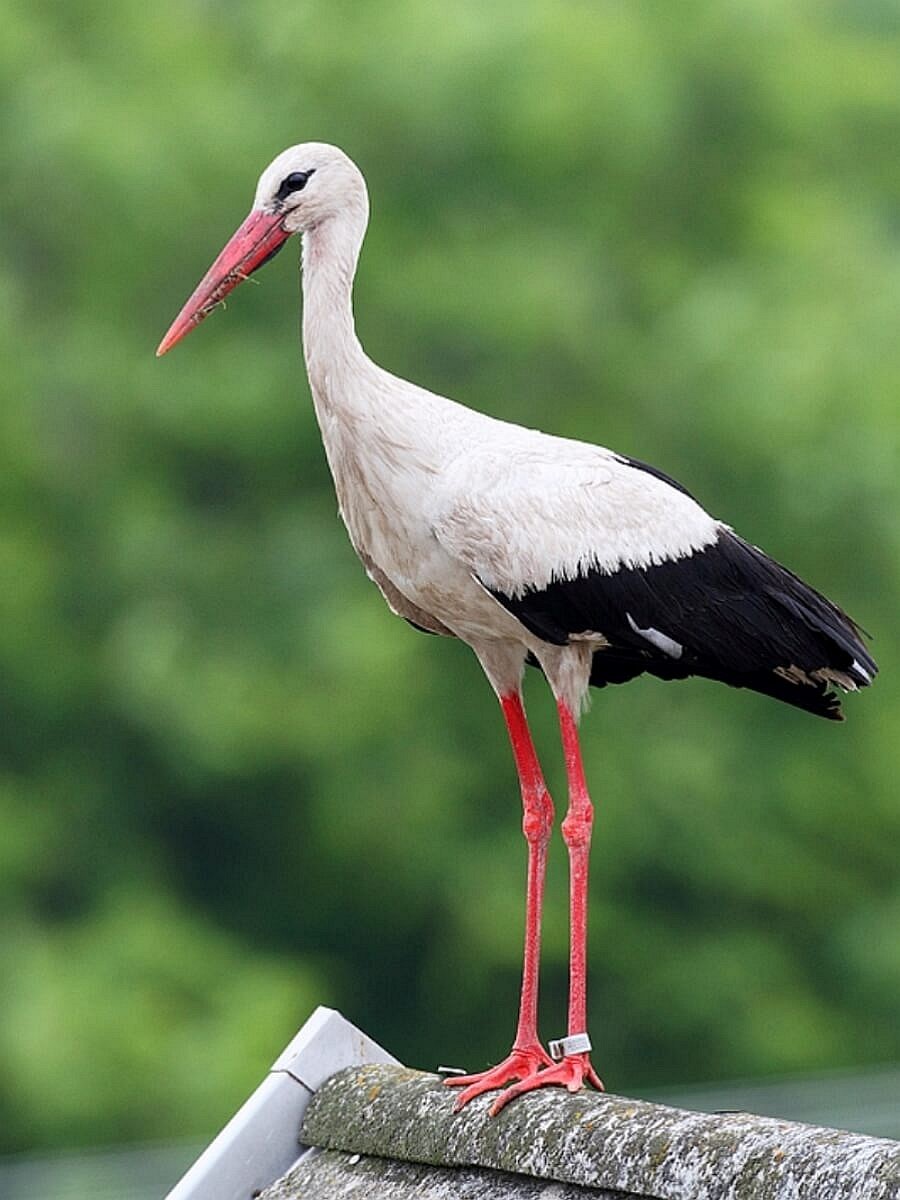 stork-white-birding-hungary-ecotours-kondorecolodge