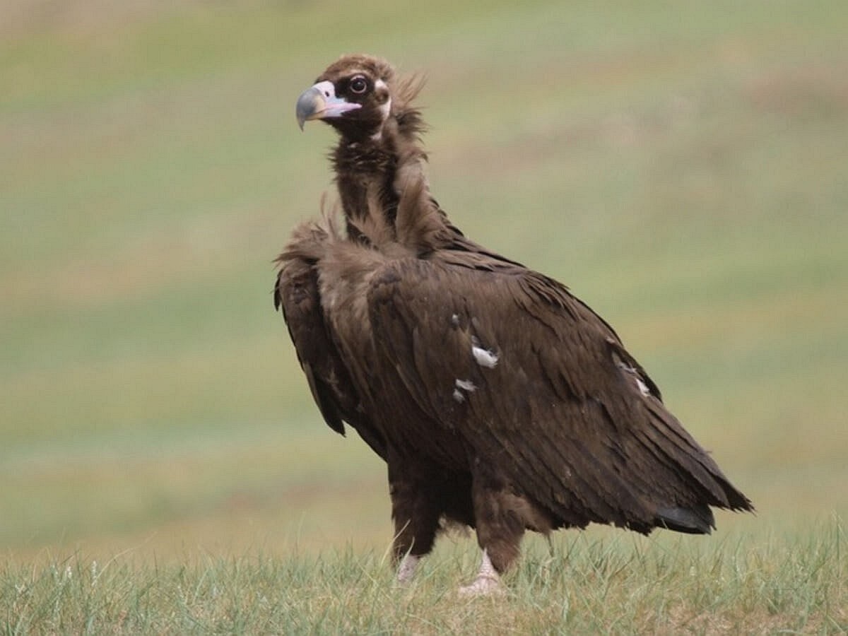vulture-eurasian-black-birding-croatia-ecotours-kondorecolodge