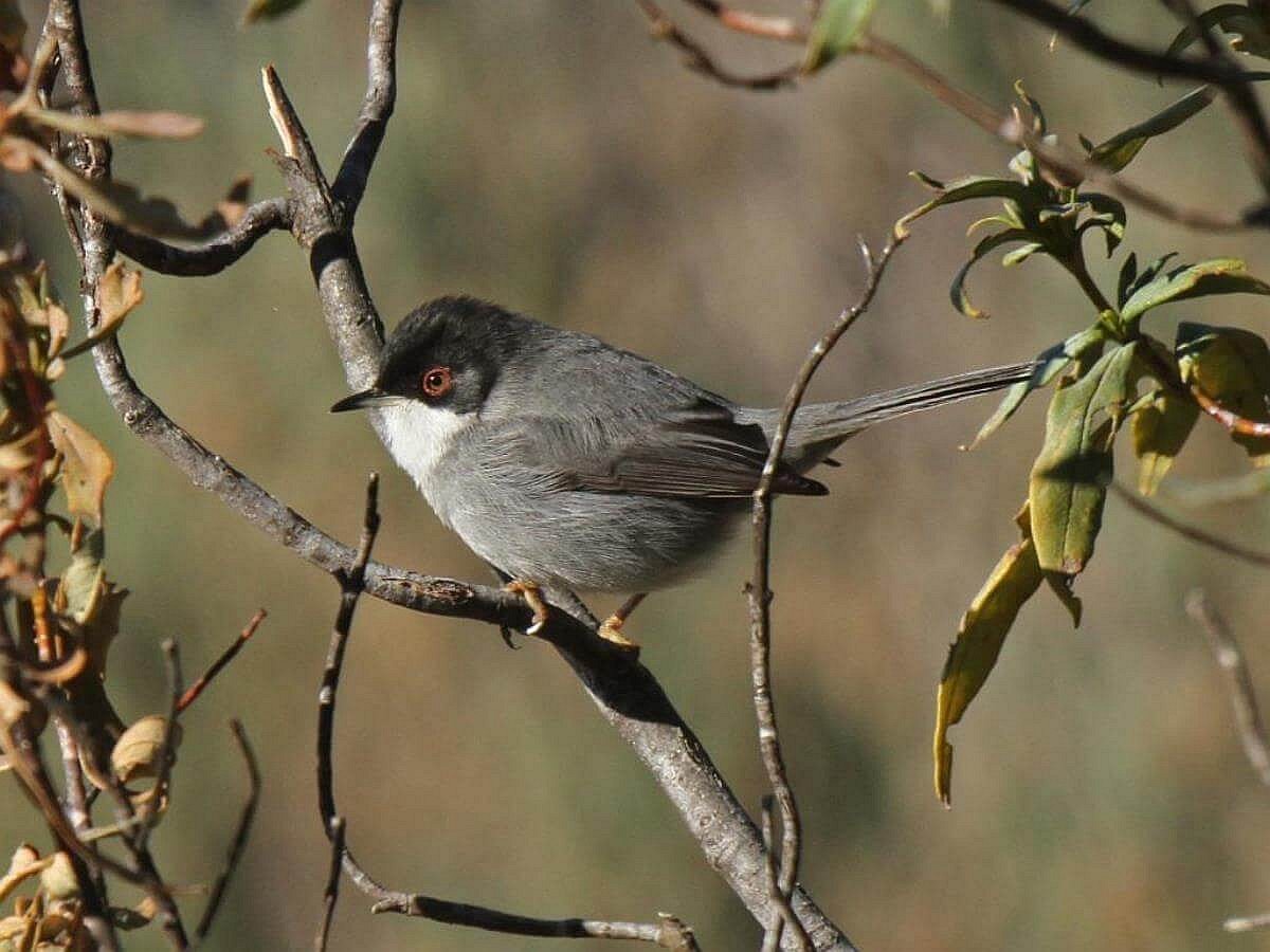 warbler-sardinian-birding-slovenia-ecotours-kondorecolodge