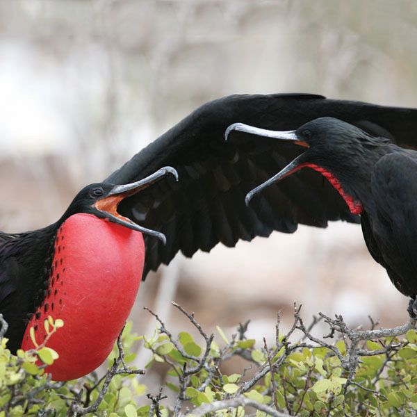 Birding in Ecuador or Galapagos