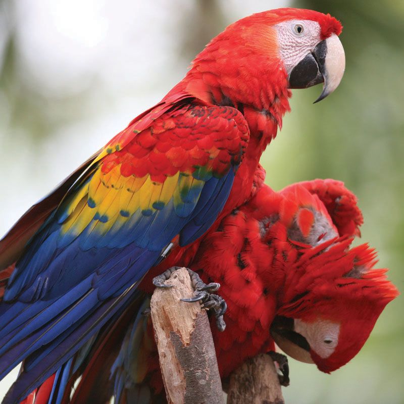 Birding in Honduras & Cayman Islands