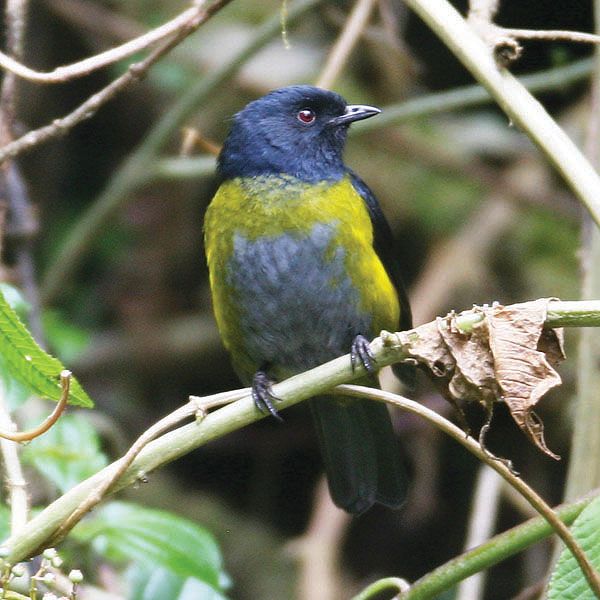 Birding in Panama