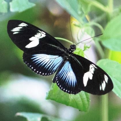 Calendar, Dates & Prices