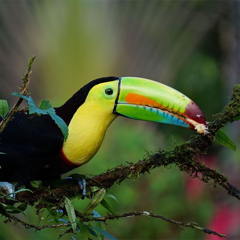 Toucan Birding - Costa Rica