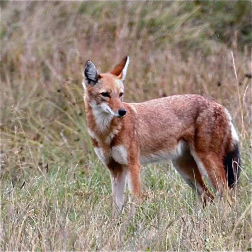 Wildlife holidays - Worldwide
